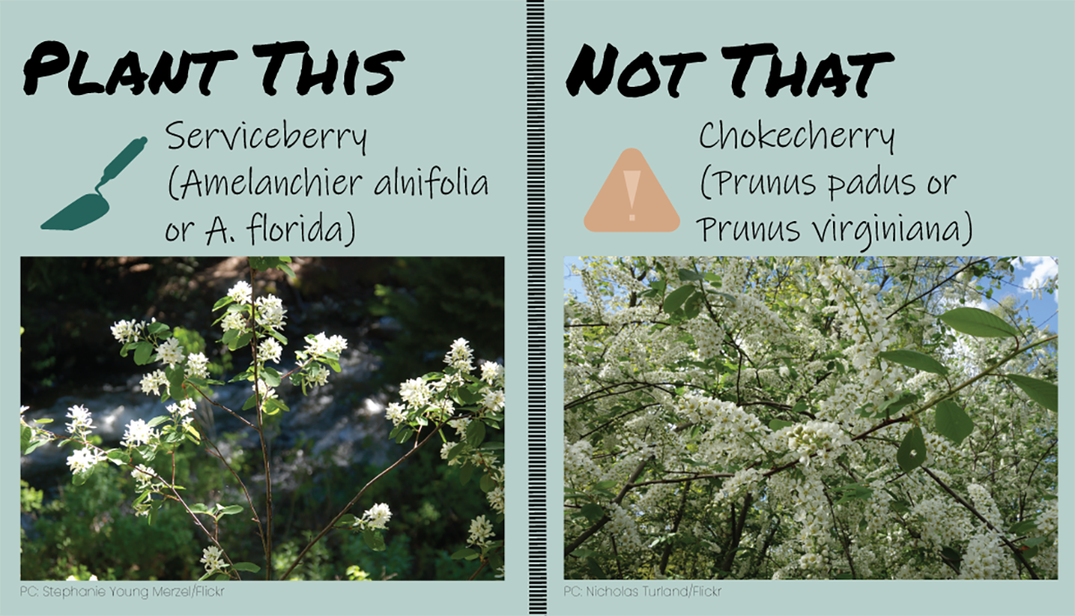 chokecherry v serviceberry FWS.gov